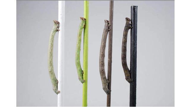 Mirip Ranting Tak Bernyawa, Ulat Ini Bisa Menyamar dan Ganti Warna Seketika