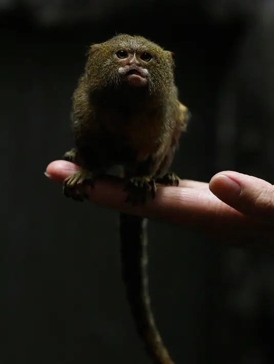 Seekor Pigmi Marmoset terlihat di Hong Kong Ocean Park, Hong Kong , Cina, (2/2). Untuk tahun Imlek 2567 yang jatuh 8 Februari ini menurut perhitungan astrologi China adalah Monyet dengan unsur api. (REUTERS / Bobby Yip)  