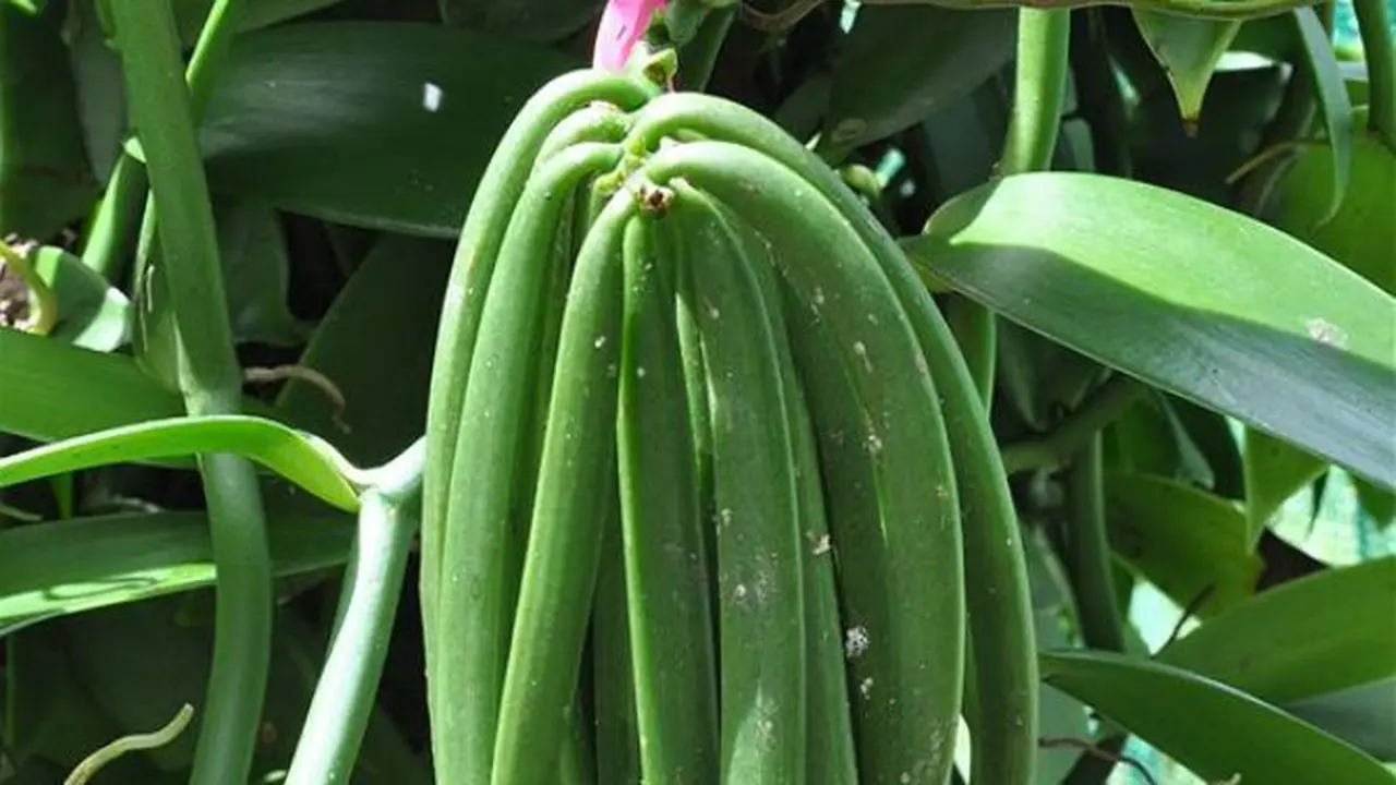 Vanilla - 1