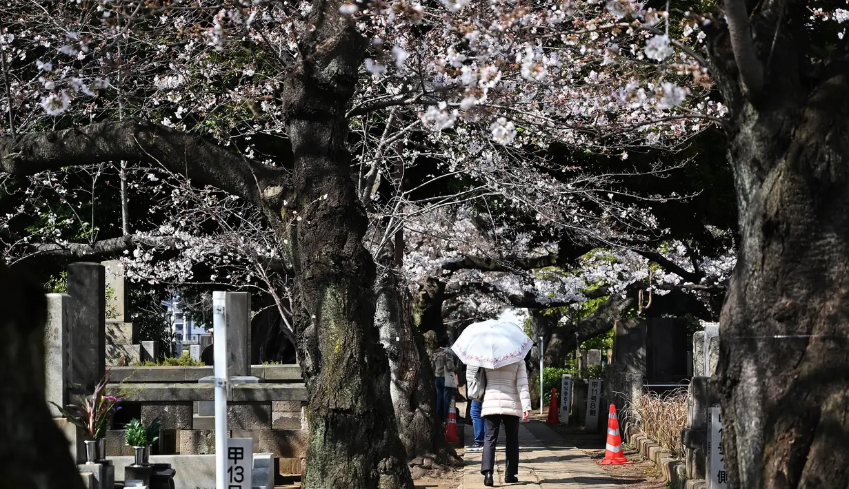 Orang-orang berjalan di Pemakaman Yanaka yang dikelilingi oleh pohon sakura di distrik Taito, Tokyo, Jepang (26/3). Memasuki akhir Maret, pohon bunga sakura mulai bermekaran di sejumlah wilayah Jepang. (AFP Photo/Charly Triballeua)