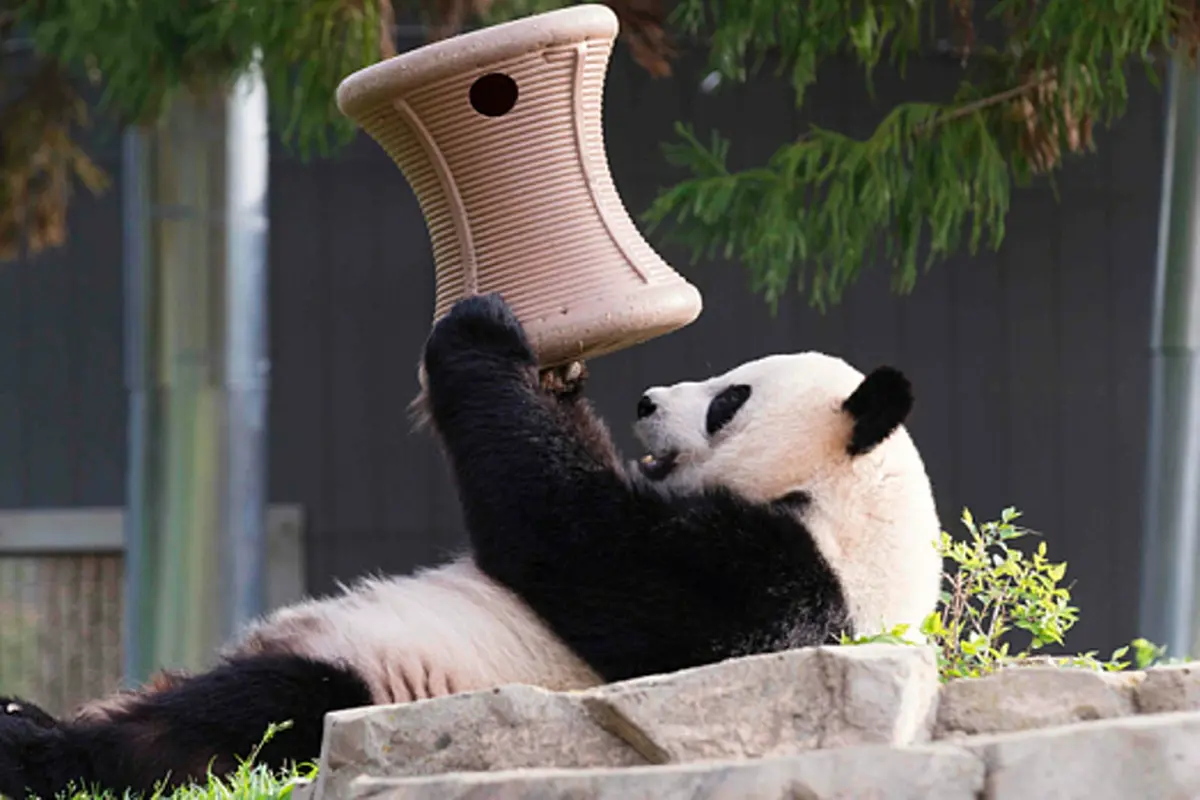 Detik-Detik Panda Bongsor Melahirkan