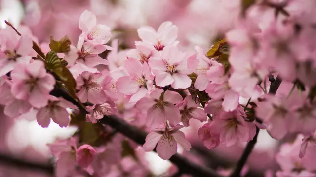 Wajah cerah dengan bunga sakura