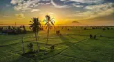 Foto udara pemandangan sawah saat matahari terbit di Samahani, Provinsi Aceh, Jumat, 24 Juli 2026. (AFP/ Chaideer Mahyuddin)