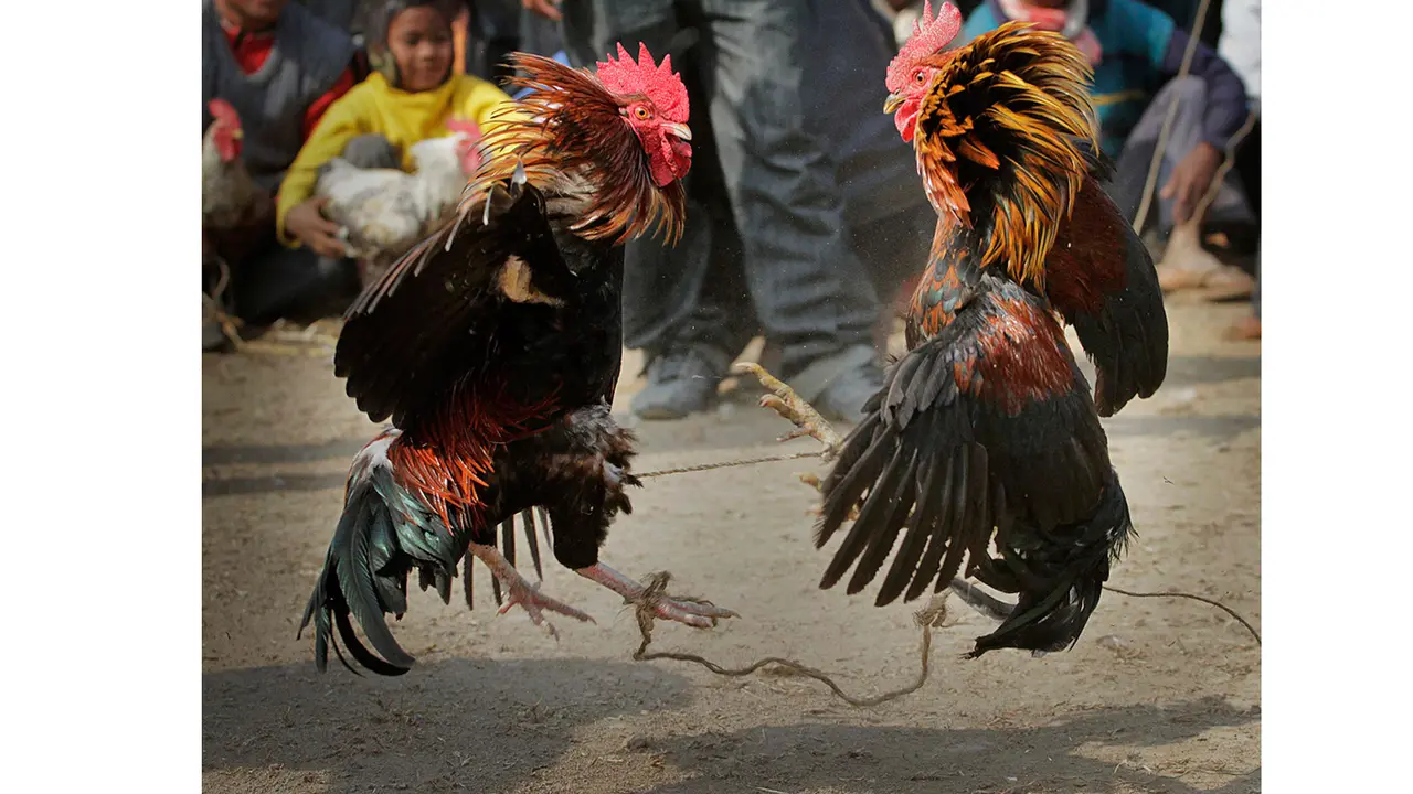 Sedang Adu Ayam, Tiga Orang Tewas Tersambar Petir