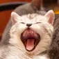 Penampakan lidah kucing. (Shutterstock)
