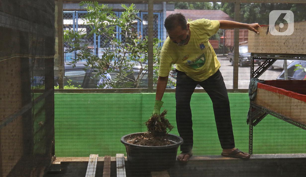 Petugas merawat maggot di Kantor Dinas Lingkungan Hidup DKI Jakarta, Selasa (3/11/2020). Dinas Lingkungan Hidup DKI Jakarta memberdayakan maggot untuk mengurai sampah organik yang bersumber dari sumbangsih warga per wilayah sebagai pupuk kompos. (Liputan6.com/Herman Zakharia)