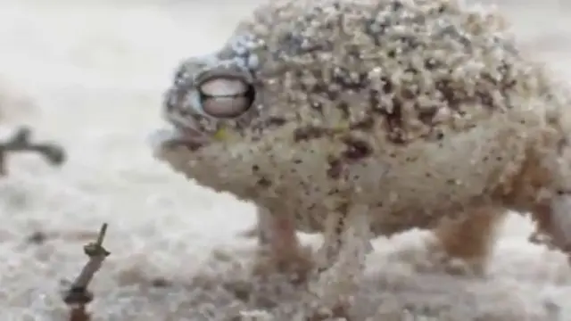 POPS: Rain Frog, Katak Afrika Bersuara Lucu