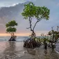 Hutan Mangrove  (sumber: Pixabay)