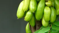 Cara Menanam Belimbing Wuluh Dalam Pot, Berbuah Sepanjang Tahun dan Jadi Apotek Hidup