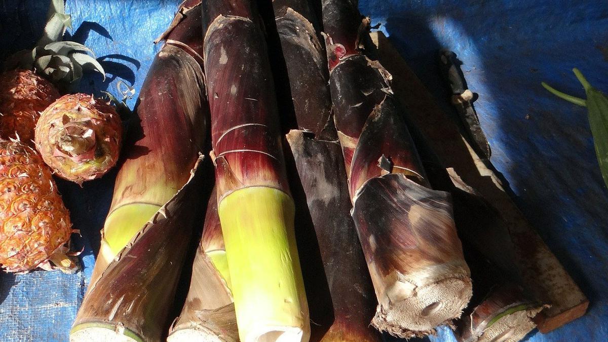 Manfaat Rebung untuk Kesehatan dan 3 Ide Menu Sahur yang Bisa Kamu Coba