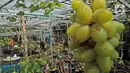 Petani yang tergabung dalam Komunitas Anggur Kebun Imut Sinakal memeriksa buah anggur di Kebun Imut Sinakal, Malakasari, Duren Sawit, Jakarta, Kamis (25/2/2021. Petani memakai sistem grafting dengan pemanfaatan madu sebagai Zat Perangsang Tanaman pertumbuhan akar. (Liputan6.com/Herman Zakharia)