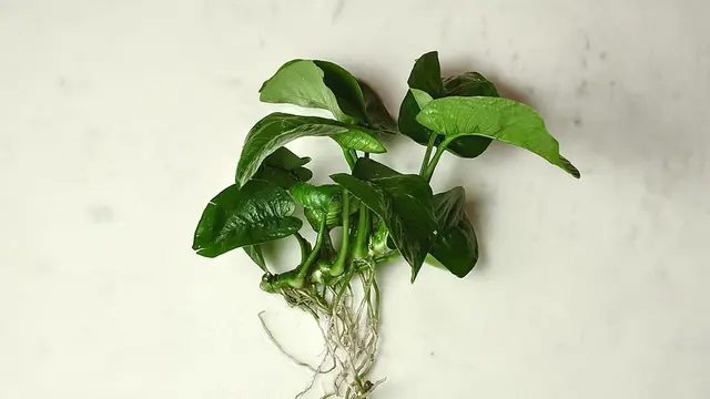Anubias