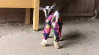 Winifred dan Monty terlihat memakai piyama di kala hari sedang dingin di Sunflower Farm di Cumberland di negara bagian Maine. 