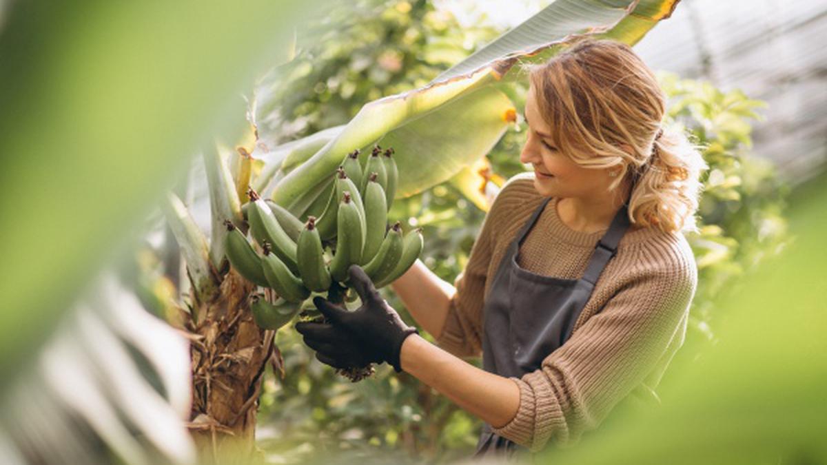 Trik Menanam Pisang Cavendish di Pot Besar, Bantu Mencapai Hasil Optimal