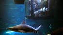 Wisatawan melihat ikan hiu di dalam kamar saat menginap di hotel bawah air Aquarium of Paris, Prancis, 14 Maret 2016. Hotel yang dibuat oleh Airbnb dan Aquarium of Paris tersebut menawarkan sensasi menginap yang menegangkan. (REUTERS/Charles Platiau)