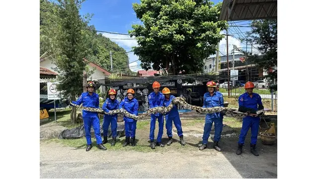 Ular Piton 80 Kg Berhasil Dievakuasi, Usai Kenyang Makan Monyet Milik Warga