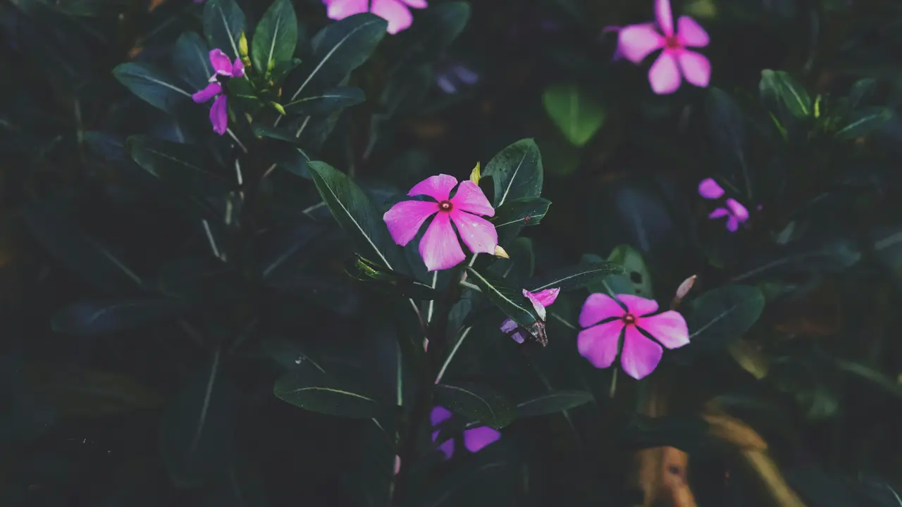 Cara Memperbanyak Tanaman Tapak Dara/Photo by Shakib Uzzaman on Unsplash
