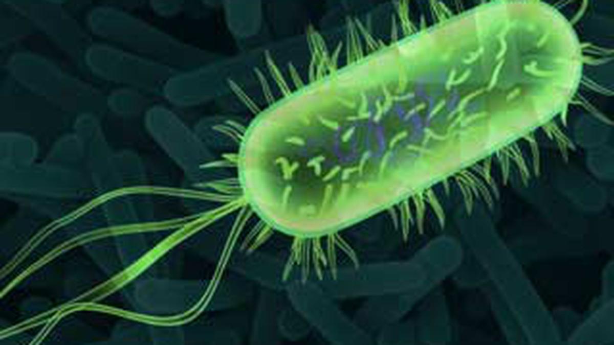 Kematian Misterius: Wabah Listeria dari Daging Irisan Mengguncang Amerika