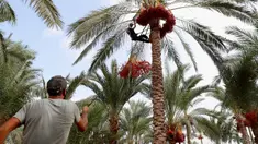 Petani memanen kurma di sebuah perkebunan di Deir el-Balah, Jalur Gaza pada 1 Oktober 2020. Musim panen kurma biasanya dimulai awal Oktober, setelah musim hujan pertama. (AP Photo/Adel Hana)