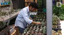 Pembudidaya tanaman hias merawat kaktus di Rumah Kaktus, Kota Tangerang, Banten, Jumat (2/4/2021). Berbagai tanaman seperti kaktus dan sukulen di tempat ini dijual dengan harga Rp 10 ribu hingga jutaan rupiah tergantung jenis dan ukuran. (Liputan6.com/Angga Yuniar)
