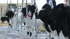 Sejumlah kambing saat mengikuti kontes ternak kambing kaligesing dalam acara Jambore Peternakan Nasional 2017 di Buperta Cibubur, Jakarta, Sabtu (23/9). Kontes ternak kambing kaligesing dikuti 120 peserta. (Liputan6.com/Herman Zakharia)