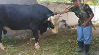 Saeman, peternak sapi yang merawat Kliwon, mengaku sedih sekaligus senang harus berpisah dengan sapi kurban Jokowi itu. (Liputan6.com/Fauzan)