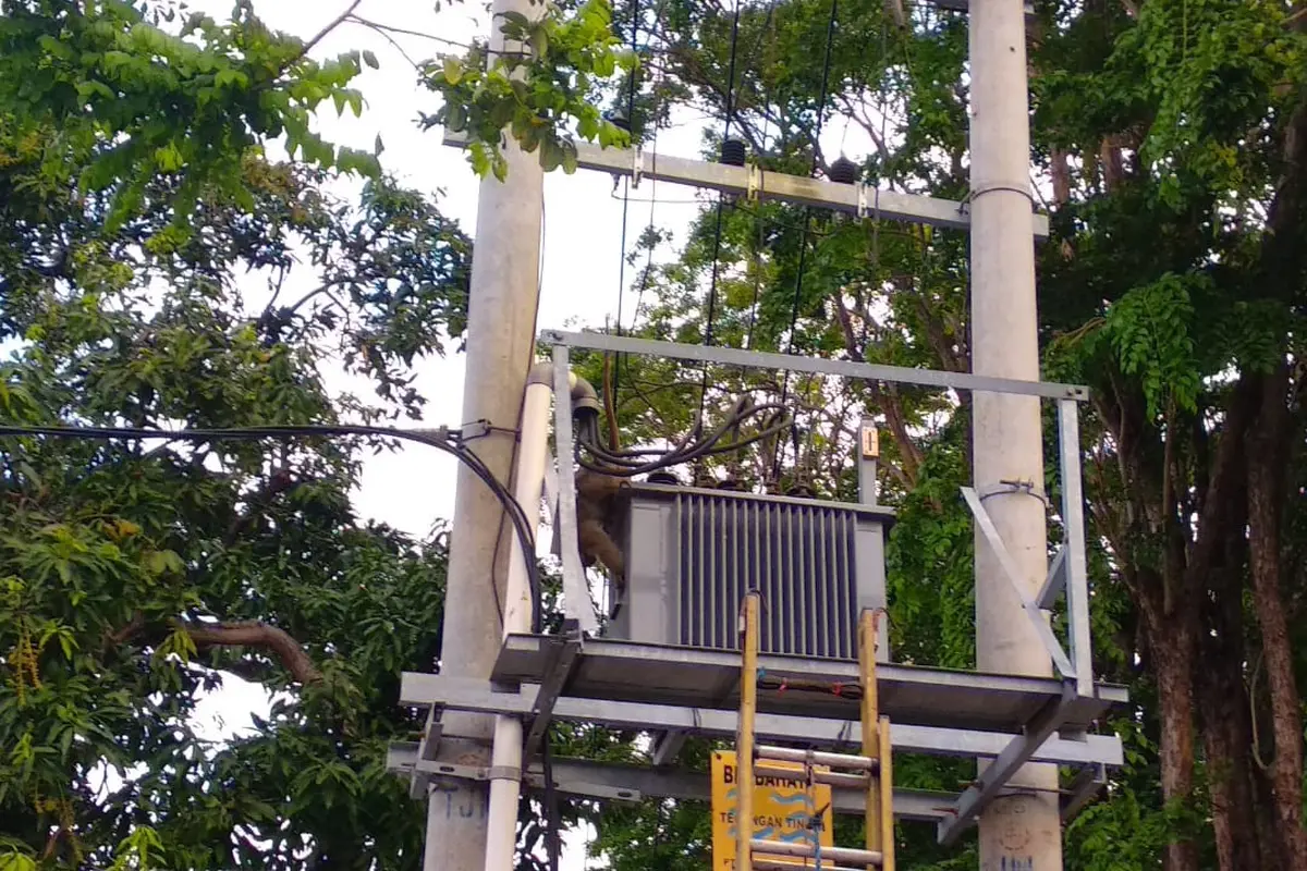 Ulah Kera bikin dongkol