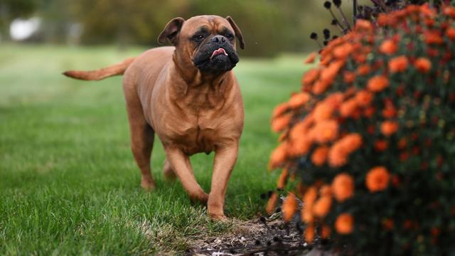 Bullmastiff