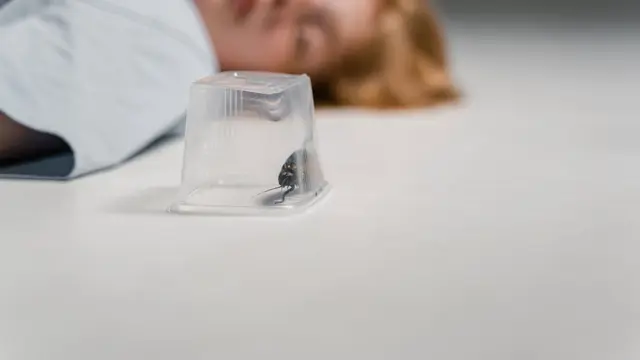 Arti Mimpi Melihat Kecoa yang Bermakna Baik