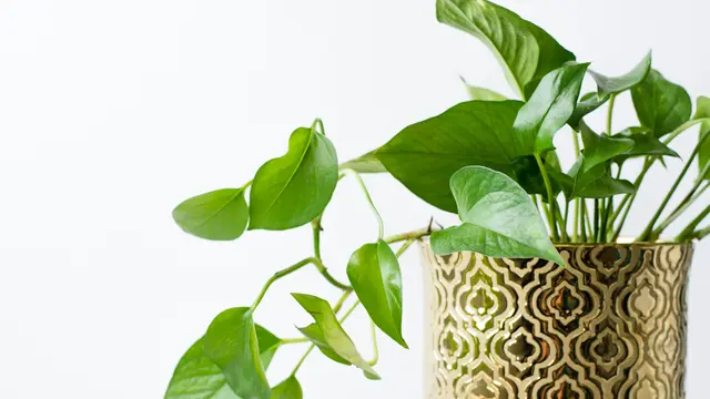 Tanaman Sirih Gading