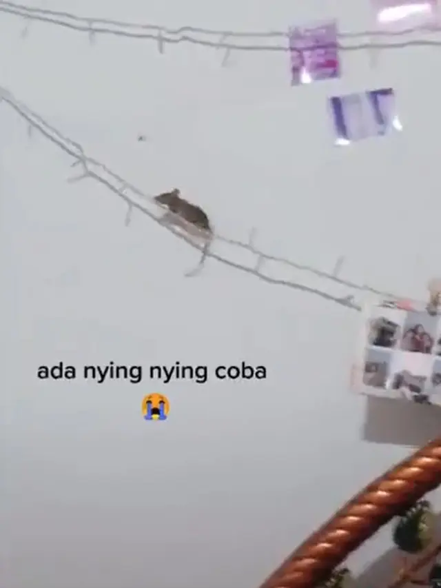 9 Potret kelakuan tikus bak Ratatouille versi dagelan