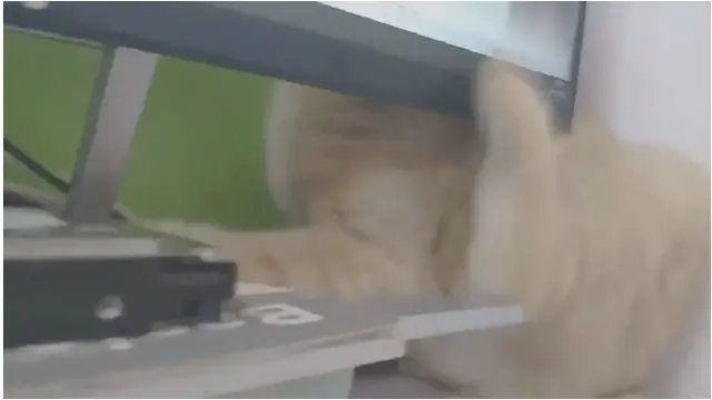 Video Tingkah Kucing Ingin Menggaruk Badan Ini Bikin Gereget