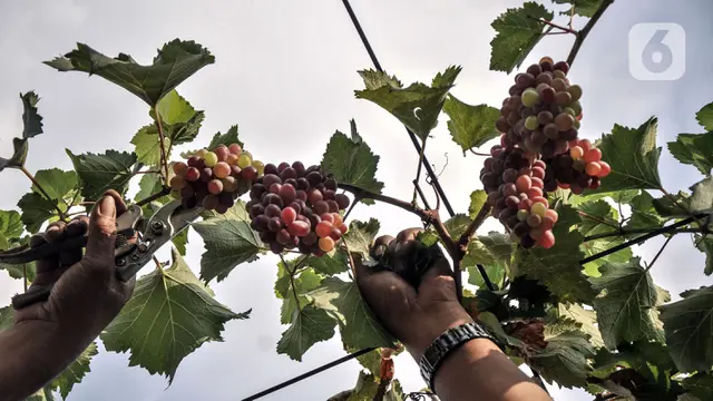  Menyulap Lahan Kosong Jadi Kebun Anggur
