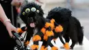 Seekor anjing bernama Punky mengenakan kostum laba-laba untuk berkompetisi dalam kontes kostum anjing Halloween tahunan di Coral Gables Museum, Coral Gables, Florida, Amerika Serikat, Kamis (31/10/2019). (AP Photo/Lynne Sladky)