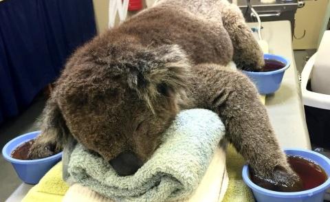 Jeremy si Koala yang Selamat. | Foto: copyright Huffingtonpost.com