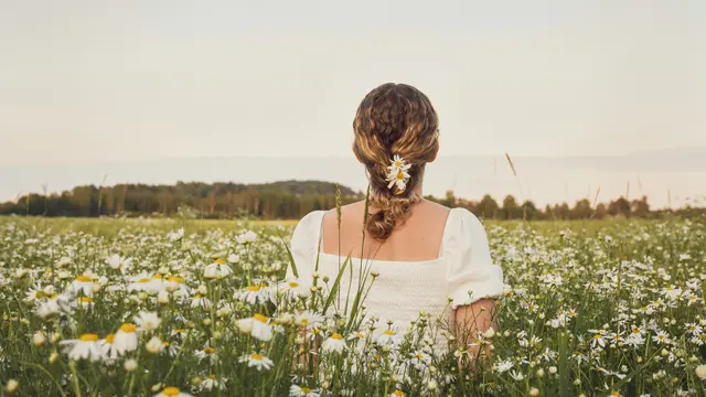 Ilustrasi bunga daisy