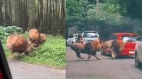 Singa tabrak mobil di Taman Safari, Pasuruan, Jawa Timur (@febrianpp)