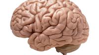 Dari lahir hingga 3 tahun, otak akan tumbuh sampai 700 gram. Sedangkan saat dewasa, otak tumbuh dengan lambat.