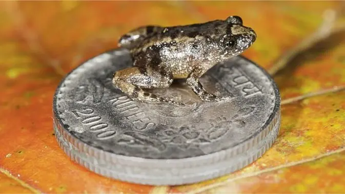 Salah satu katak terkecil terbaru di atas koin. (BJ Sidu)