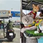 Viral lansia asal Thailand, traveling 300 kilometer sambil bawa 11 kucingnya naik motor. (Sumber: The Thaiger / Facebook/kingdomoftigers)