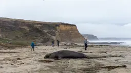 Pengunjung melintas dekat gajah laut jantan yang sedang beristirahat di atas pasir Pantai Drakes di California pada Jumat (13/12/2019). Gajah laut memang senang menghabiskan waktu di pantai setelah berburu makanan di laut. (Photo by Philip Pacheco / AFP)