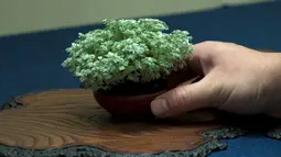 Salah satu bonsai yang dipamerkan saat Konvensi Bonsai Dunia ke-8 di Saitama, Tokyo, Jepang, Sabtu (29/4). Penggemar Bonsai dari seluruh dunia menghadiri acara tersebut untuk belajar lebih banyak tentang bonsai. (AFP PHOTO / Kazuhiro NOGI)