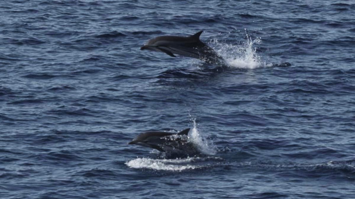 Perairan Barat Sumatera Jalur Migrasi Penting Paus dan Lumba-lumba, Perlindungan Negara Belum Memadai