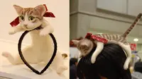 Pecinta Kucing Wajib Miliki Bando Ini