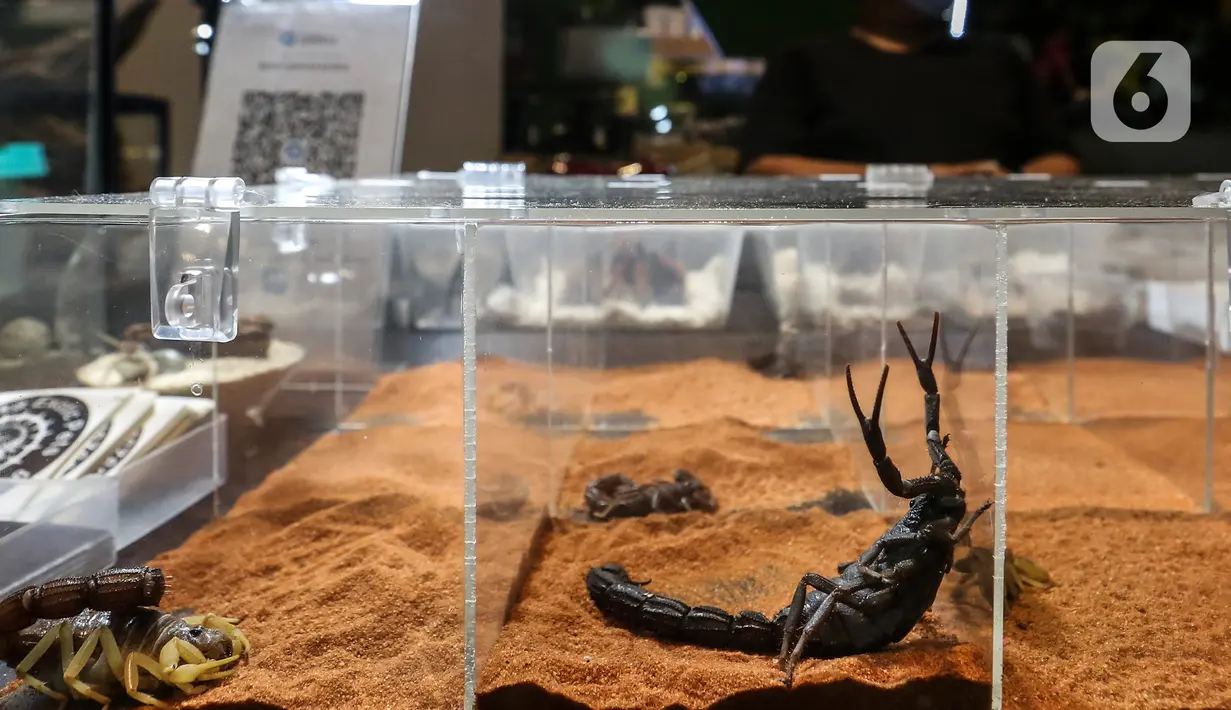 Sejumlah koleksi yang dipamerkan dalam Exotique Pet Expo di Senayan Park, Jakarta, Kamis (28/10/2021). Pameran bagi pecinta reptil ini digelar dari tanggal 27 hingga 31 oktober 2021 mendatang. (Liputan6.com/Johan Tallo)