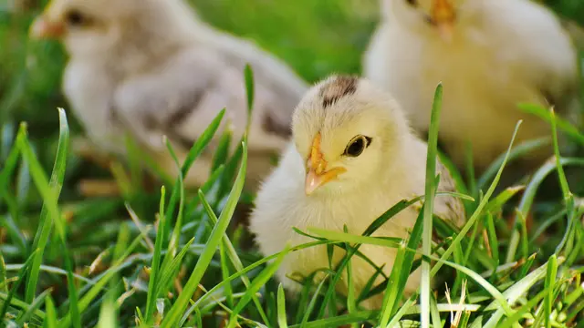 Ilustrasi anak ayam