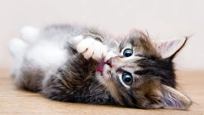 (c) shutterstock
