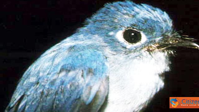 Hutan Rusak Ratusan Jenis Burung Terancam Punah Citizen6 Liputan6 Com Untuk anda yang memiliki minat hoby memelihara binatang khususnya burung pasti anda tidak akan bosan jika membahas suatu info mengenai burung. jenis burung terancam punah