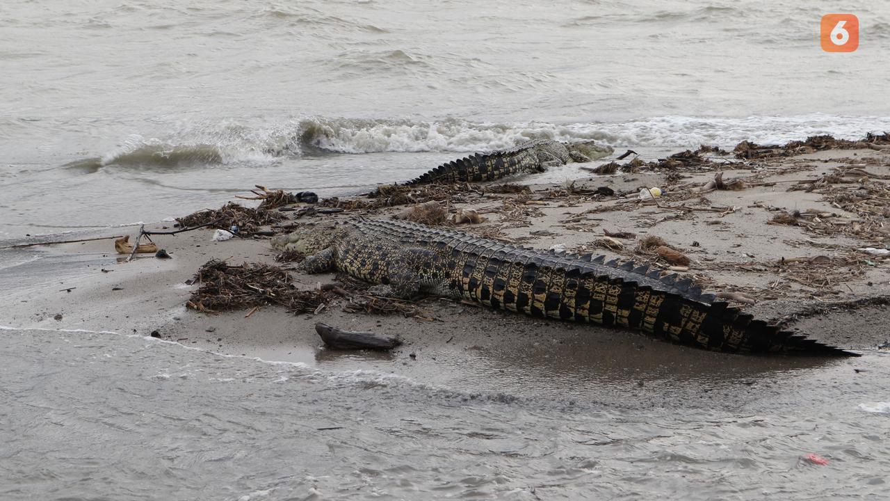 Buaya Muara di Muara Sungai Palu