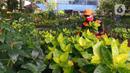 Petugas PPSU merawat tanaman di kolong flyover di Taman Bibit di Kebayoran, Jakarta, Jumat  (12/3/2021). Selain untuk mempercantik area kolong flyover, taman bibit tersebut dimanfaatkan sebagai sarana untuk bercocok tanam. (Liputan6.com/Angga Yuniar)